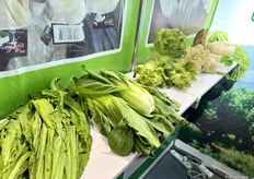 Qingtian Tianren Agricultural Technology Co., Ltd.'s vegetables display. The company grows a variety of vegetables in Spain. / 青田天仁农业科技有限公司的蔬菜展示。该公司在西班牙种植多种蔬菜。