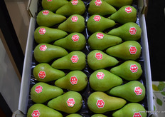 Migo梨，FruitMasters的“友好”梨品牌 // Migo pears, of FruitMasters' the friendly pear brand