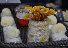 各种食用菌产品