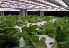 Lettuce cultivated with the hydroponic system // 水培生菜