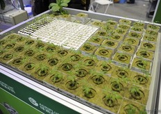 Ready for transplant // 准备移栽