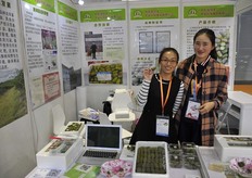 "Cheng Wei Hai shows the different types of "Actinidia Chinensis" // Cheng Wei Hai展示不同种类的“野生猕猴桃“"