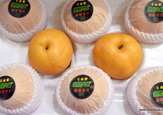 山东省青青大地果蔬有限公司的梨