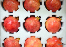 渠首石榴所产的石榴