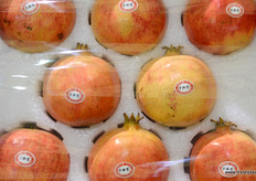 中农华盛（北京）农业发展投资有限公司(WSCA)的柿子