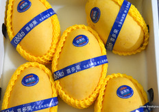 来自喜多乐的新鲜芒果