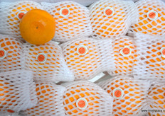 台州嘉盛生态农业有限公司种植的橘子