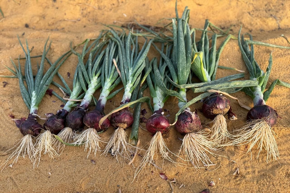 "随着首批埃及红洋葱的到来，高价和供应短缺的时代似乎即将结束"