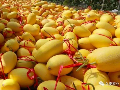 北纬23°蜜瓜"就品种而言,我们所供应的主要哈密瓜品种为久泰1号(黄皮