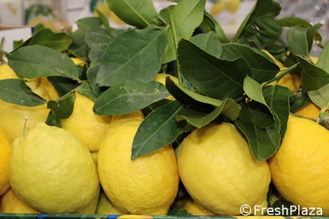 意大利sorrentopgi柠檬产季正处于早期阶段