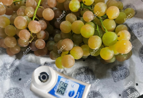 本季首批智利慕斯卡香水葡萄(muscat beauty)抵达中国市场,价格坚挺