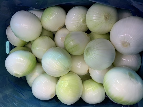 "去皮洋葱海运费价格高于货值,我们不得不暂停接订单"