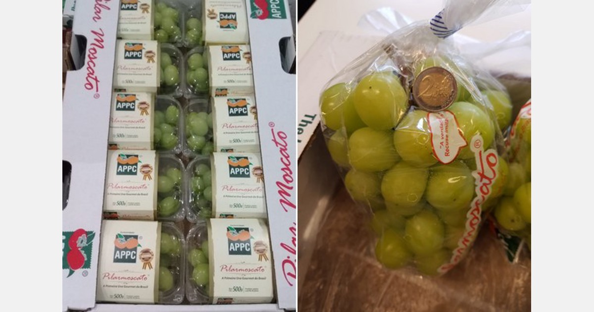 Pilar Moscato的出口季节在巴西正式开始