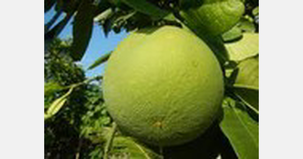 APHIS 授权从越南进口新鲜柚子到美国