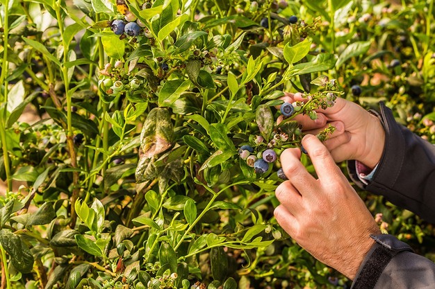 Onubafruit recibe el Superior Taste Award por su variedad exclusiva de arándano, Demba